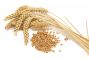 Самогон из пшеницы: рецепт